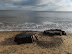 Trees from Easton Woods succumbing to the sea