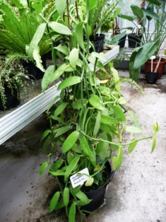 wanilia płaskolistna w doniczce Vanilla planifolia in pot