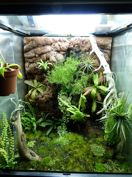 Aménager un terrarium pour une plante carnivore - Marie Claire