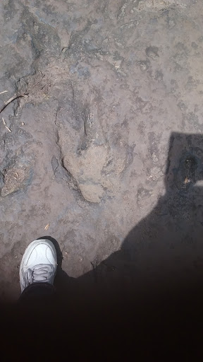 Tourist Attraction «Dinosaur Footprints», reviews and photos, US-5, Holyoke, MA 01040, USA