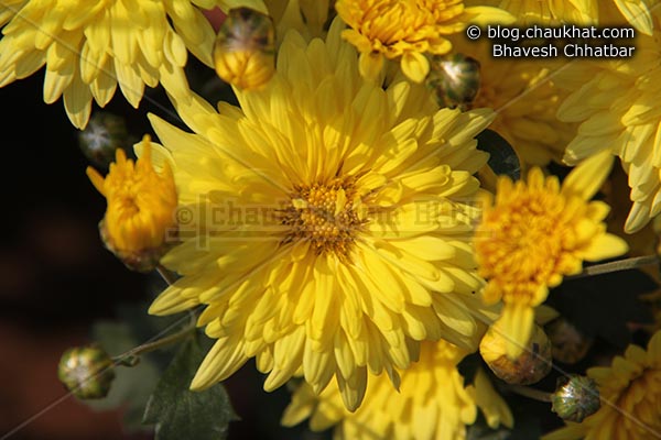 Chrysanthemum flowers - Guldaudi flowers