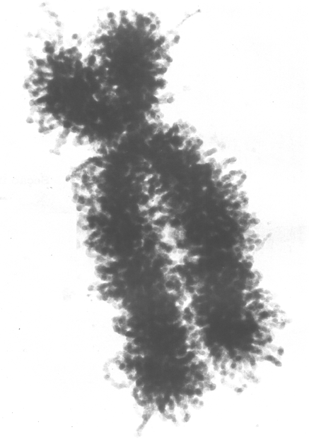 Caracteristicas da genetica Caracteristicas da genetica