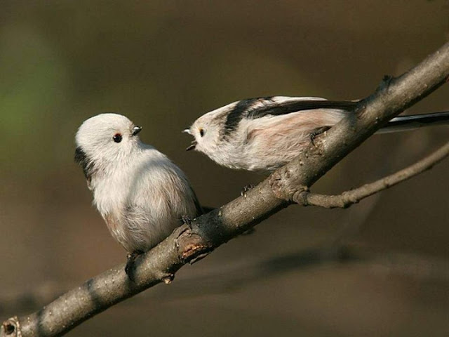 Colorful Birds - Beautiful Collection Seen On www.coolpicturegallery.us