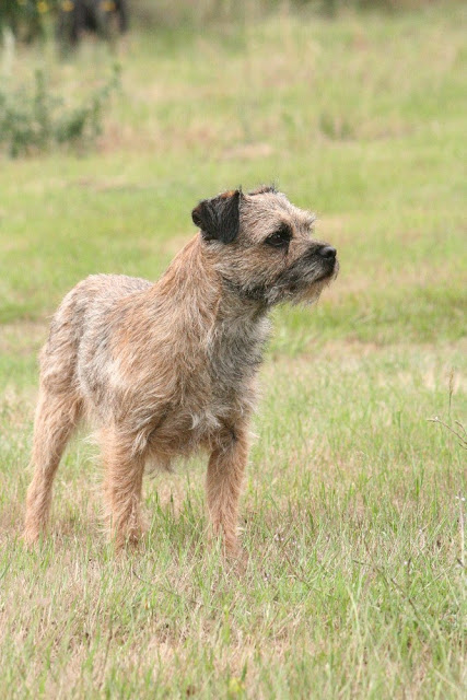 terrier - La meute (Border Terrier & Greyhound) IMG_1932