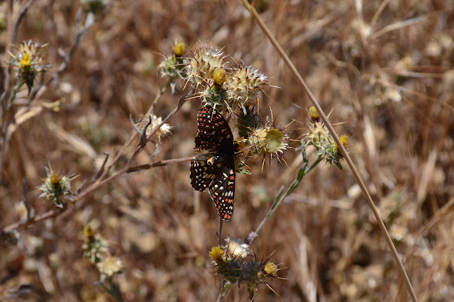 dead butterfly, killed by a star thistle