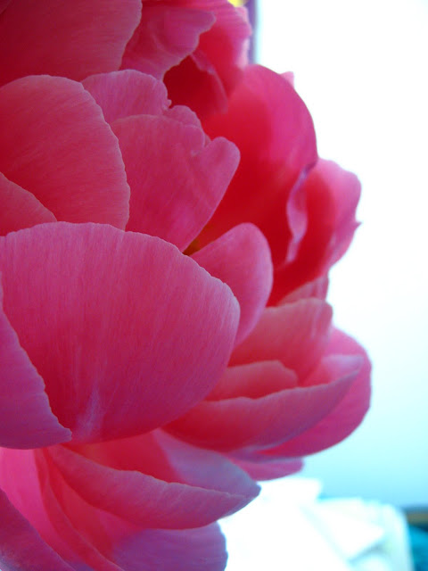 Peony