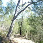 Smiths Creek Trail near Terrey Hills (306641)