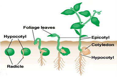 perkecambahan hipogeal