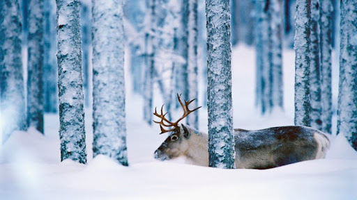 Reindeer, Sweden.jpg