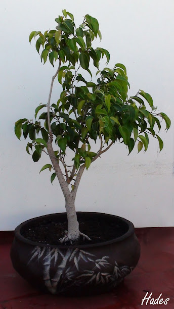 ficus - Asi continua mi prebonsai de Ficus benjamina (tambien con errores) DSC07874+copia