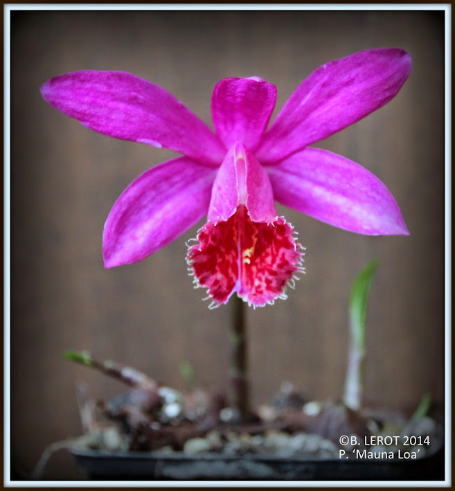 Pleione Mauna Loa IMG_8950