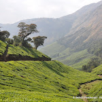 Photo de la galerie "Munnar, son thé et ses champs d
