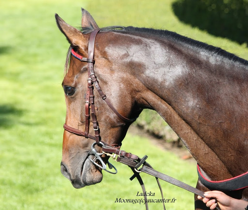 Photos Auteuil le 27-09-2014 IMG_4379