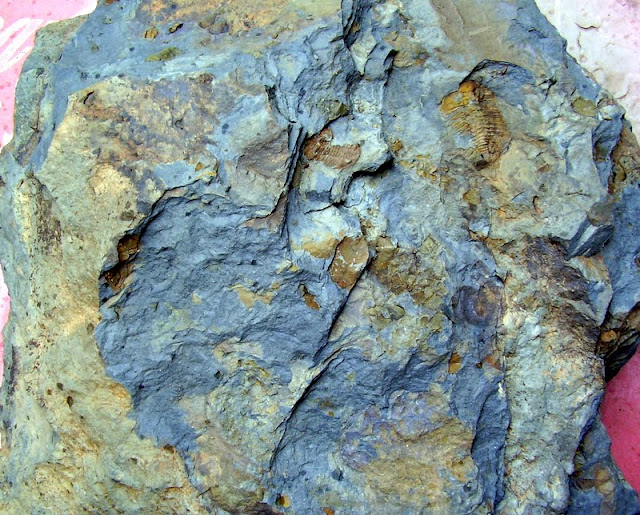 Antes y despues de una placa de trilobites. P4090005
