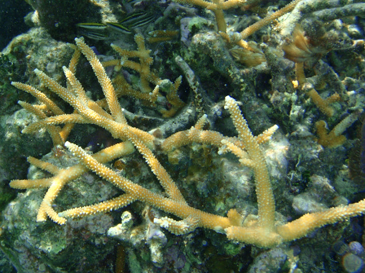 Acropora cervicornis (Staghorn Coral) near Tranquility Bay Resort.