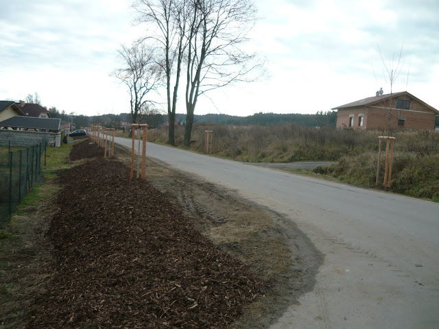 Ozelenění ulic