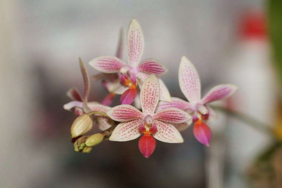 Phalaenopsis Little Sister IMG_1399