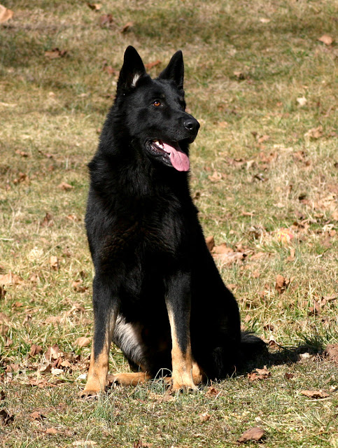 Coal at age 3, sitting on a hillside, looking noble