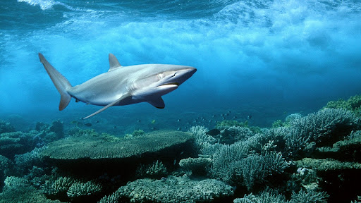 Silky Shark, Red Sea, Egypt.jpg