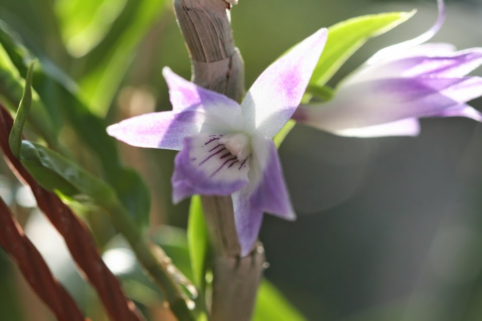 Dendrobium victoriae-reginae IMG_2124