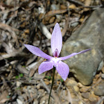 Wax Lip Orchid (Glossodia major) beside the Sublime Point Trail (317630)