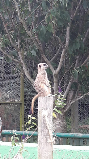 Borth Animalarium