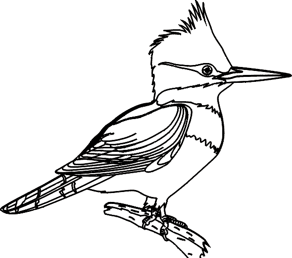 Tropical Bird Animal Coloring Pages title=