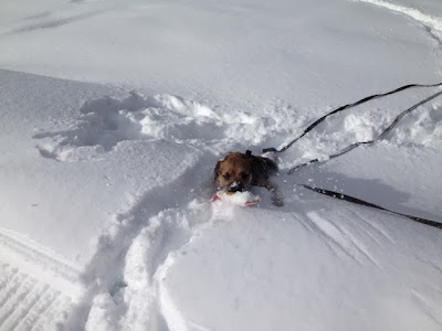 Auch ein energiegeladener Hund kann im Schnee stecken bleiben.