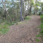 Blackwattle management trail (152710)