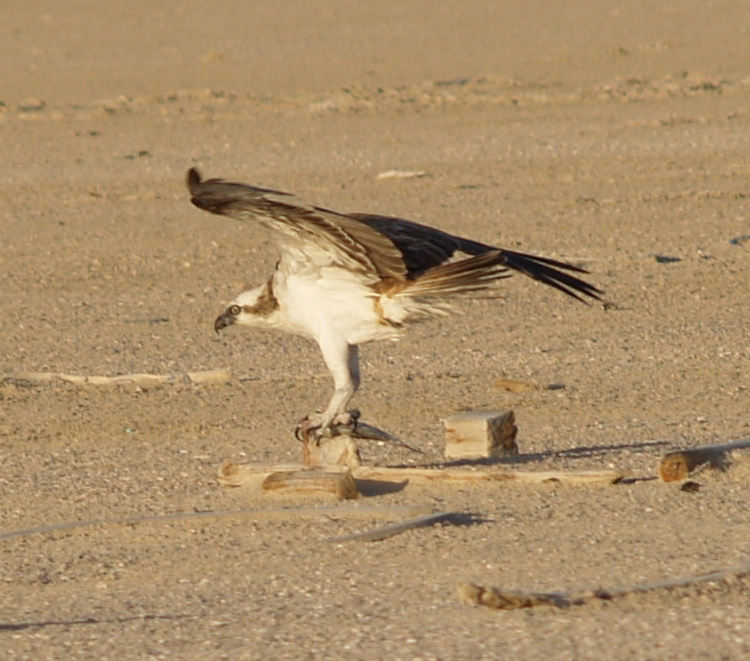 Sea Eagle