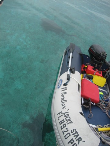 nurse sharks near dinghy