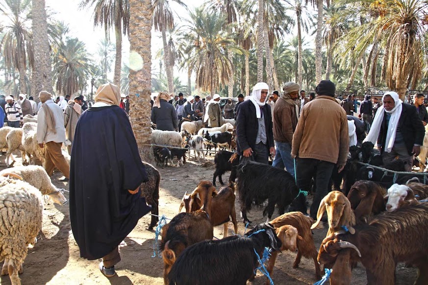 Visitar DOUZ e o seu mercado de gado, local de passagem de caravanas de camelos | Tunísia