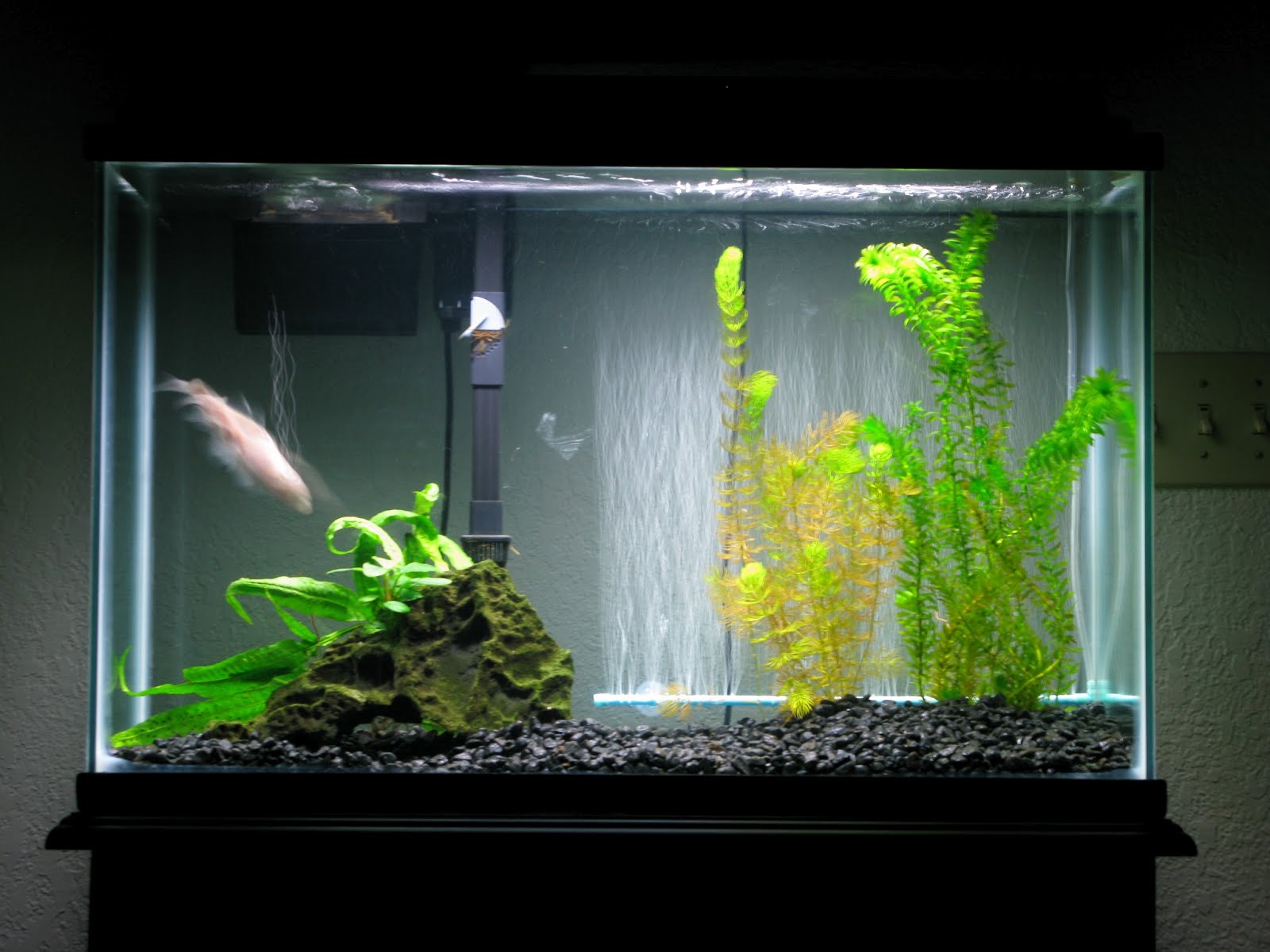 Planted goldfish aquarium