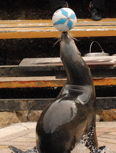 foca