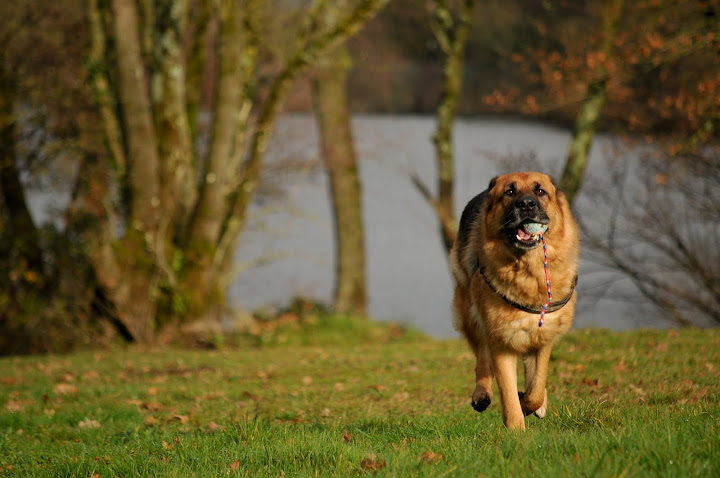 Les trois loups DSC_3681