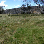 Open alpine grass land (97246)