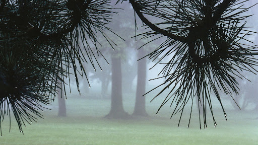 Evergreens in Morning Fog.jpg