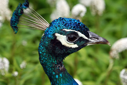 Peacock05