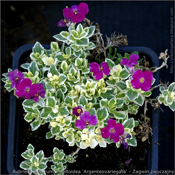 Aubrieta cultorum x deltoidea 'Argenteovariegata' - Żagwin zwyczajny, obrecja zwyczajna