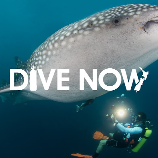 Dive Now logo