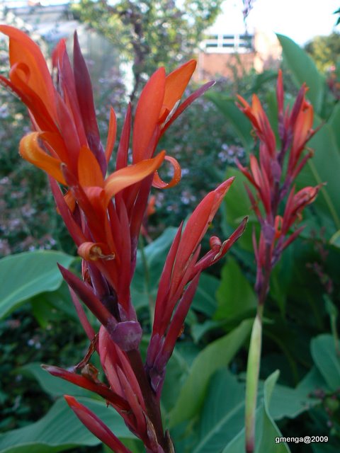 Canna indica - Balisier