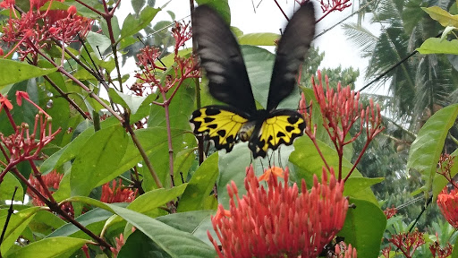 Butterfly Park