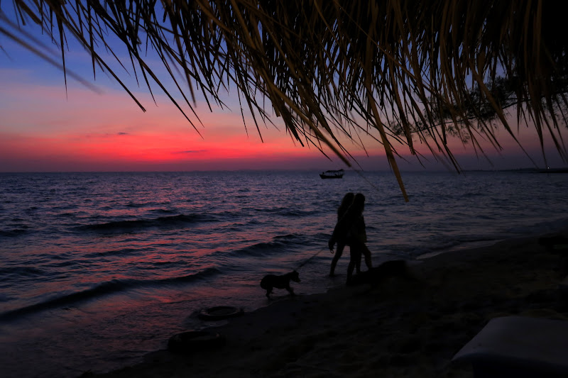 People walking dogs at sunset