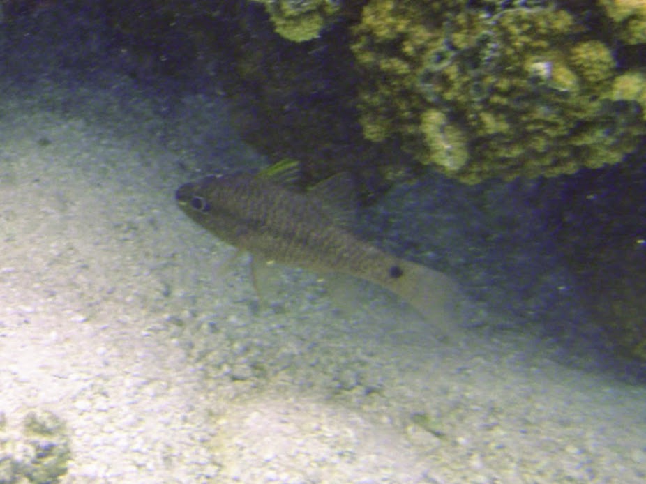 Apogon kallopterus (Iridescent Cardinalfish), Aitutaki.
