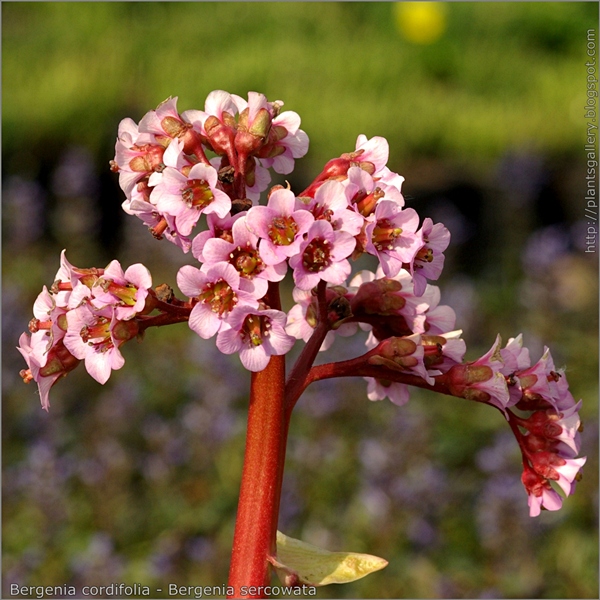 Bergenia cordifolia inflorescence - Bergenia sercowata kwiatostan