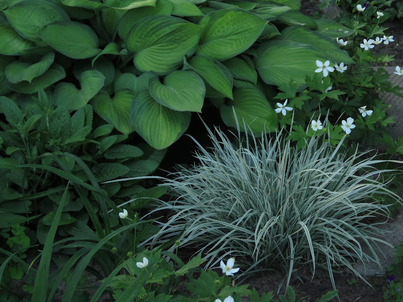 Les plantes de grigri (dans leur contexte parfois) en 2016 - Page 2 IMG_6432