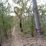 Open forest in Watagan State Forest (362672)