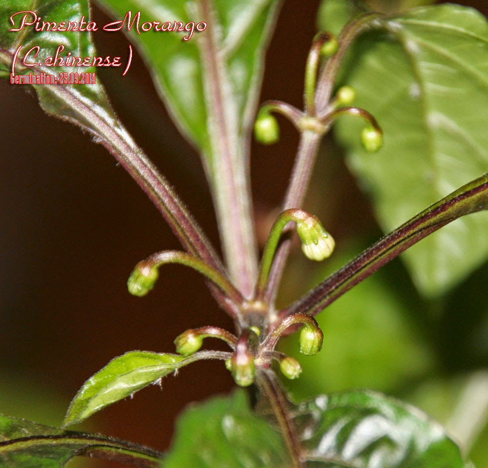 Pimenta_Morango_66days_1st_flower_buds1.