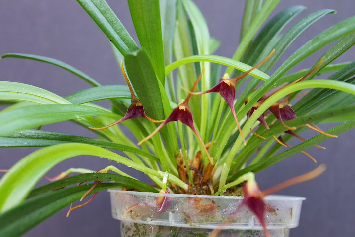 Masdevallia herradurae IMG_1635