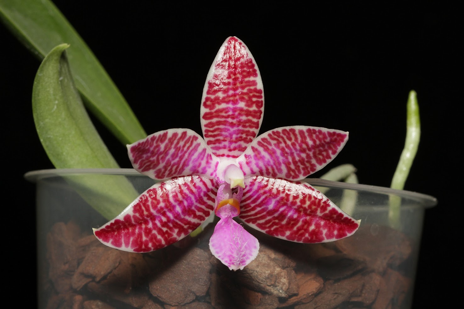 Phalaenopsis lueddemanniana IMG_6372_v1